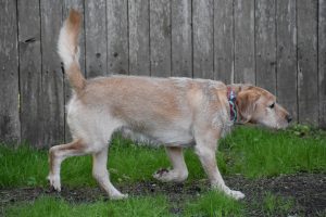 Names for a Girl Labradoodle