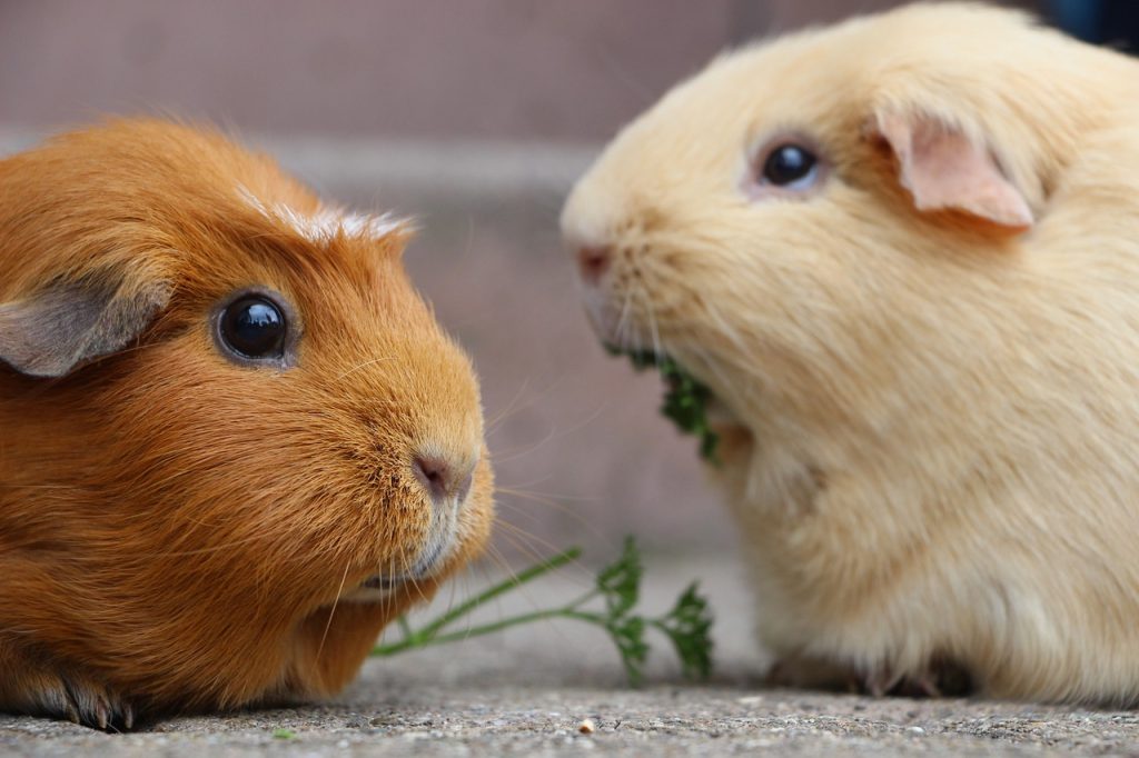 Rex Guinea Pig 